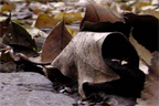 <em>Fall</em><br>Nov 2006<br><br>While on my hunt to find photos for my portfolio, I found a whole bunch of leaves.. after recalling a picture of leaves I had seen on flickr earlier, I decided to try a similar shot.<br><br><br><br>Click <a href='http://www.andrew.cmu.edu/user/aczhang/photography/leaves.jpg' target='_blank'>here</a> to go directly to the image (best quality).