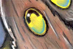<div style='overflow:auto;height:350px;'><em>Tears of the Moon</em><br>May 2006<br>20"x 23"<br><br>Out of the cloudy drifts<br>
From the shadow sheet of night<br>
On tides of musk a moth uplifts<br>
Its wings weary from the flight<br><br>

Above the leaves and beyond the sky<br>
There is a being; brilliant, bright<br>
None may deny its flawless shape<br>
A perfect ball of light<br><br>

A little brown flit<br>
Seeking consummation<br>
It makes its way<br>
Led by lunar navigation<br><br>

As the air thins and the winds blow<br>
The moth approaches the unapproachable<br>
In minutes the moth begins to slow<br>
The cold is unbearable<br><br>

As it falls through the sky, the moth hopes to be saved<br>
By the omnipresent star Gods that watch all who pray<br>
The moth falls and crashes onto a road unpaved<br>
Into a pile of leaves to fly another day<br><br>-----<br>The assignment was to draw something from a piece of literature. I also wrote the poem, can't decide which I like more.<br><br><br><br>Click <a href='http://www.andrew.cmu.edu/user/aczhang/traditional/moth.jpg' target='_blank'>here</a> to go directly to the image (best quality).</div>
